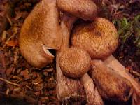 Armillaria sinapina image