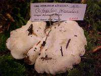 Clitopilus prunulus image