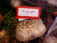 Tricholoma pardinum image