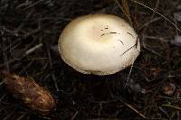 Agaricus silvicola image