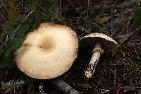 Agaricus silvicola image