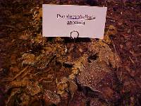 Pseudocyphellaria anomala image