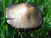 Panaeolus subbalteatus image