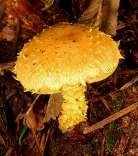 Pholiota flammans image