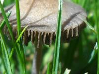 Panaeolus subbalteatus image