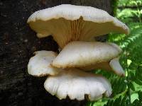 Pleurotus pulmonarius image