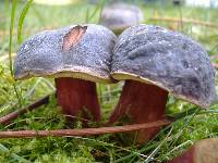 Boletus zelleri image