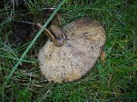 Lactarius turpis image