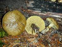 Suillus subolivaceus image