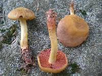 Cortinarius semisanguineus image