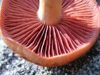 Cortinarius semisanguineus image