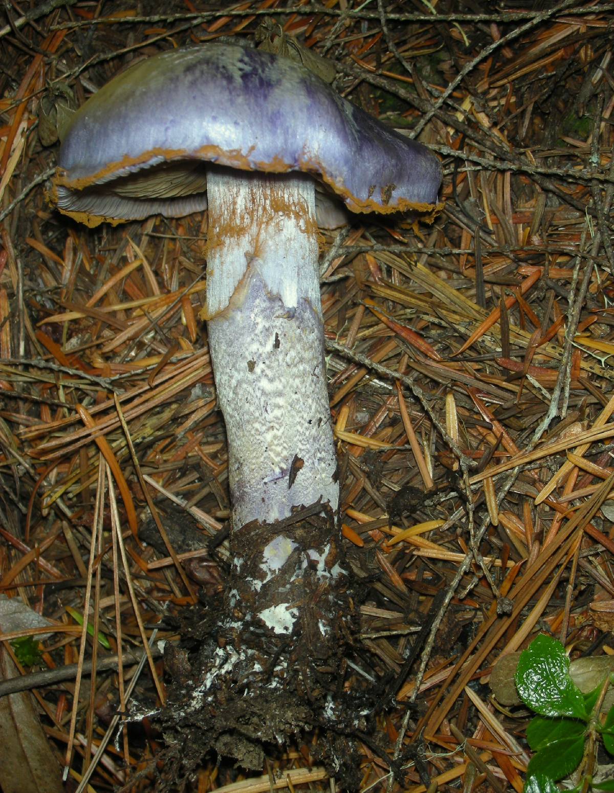 Cortinarius subfoetidus image