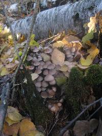 Mycena galericulata image