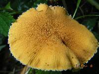 Cystoderma amianthinum image