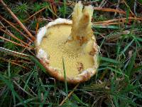 Suillus americanus image