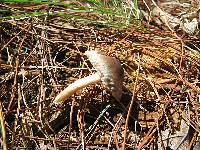 Leucoagaricus caerulescens image