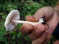 Leucocoprinus cepistipes image