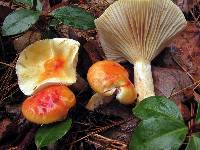 Hygrophorus speciosus image