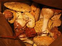 Amanita persicina image