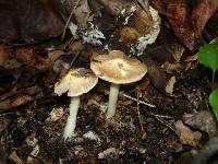 Inocybe rimosa image