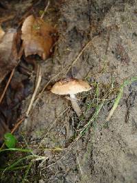 Agrocybe erebia image