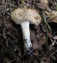 Hydnum zongolicense image