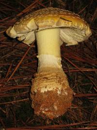 Amanita persicina image