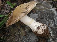 Amanita crenulata image