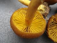 Cortinarius croceus image