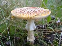 Amanita muscaria var. flavivolvata image