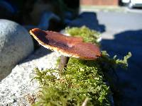 Royoporus badius image