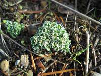Cladonia pyxidata image
