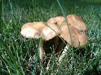 Marasmius oreades image