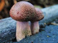 Gymnopilus luteofolius image