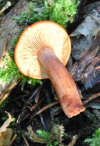 Lactarius rufus image