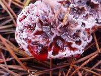 Hydnellum peckii image