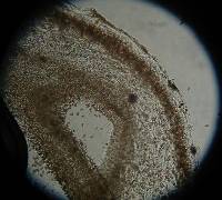 Agrocybe erebia image
