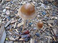 Psathyrella corrugis image