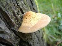 Crepidotus mollis image