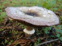 Agaricus moelleri image