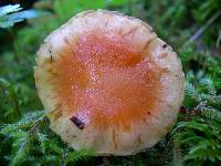 Pholiota astragalina image