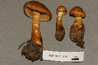 Cortinarius callisteus image