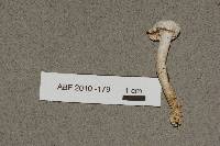 Hygrophorus eburneus image