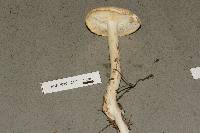 Rhodocollybia maculata image