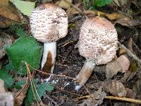 Chlorophyllum rachodes image