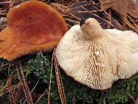 Lactarius proximellus image