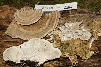 Trametes ochracea image