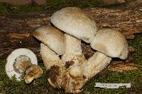 Hemipholiota populnea image