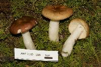 Russula queletii image