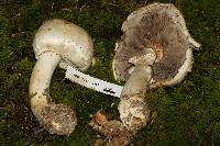 Agaricus silvicola image